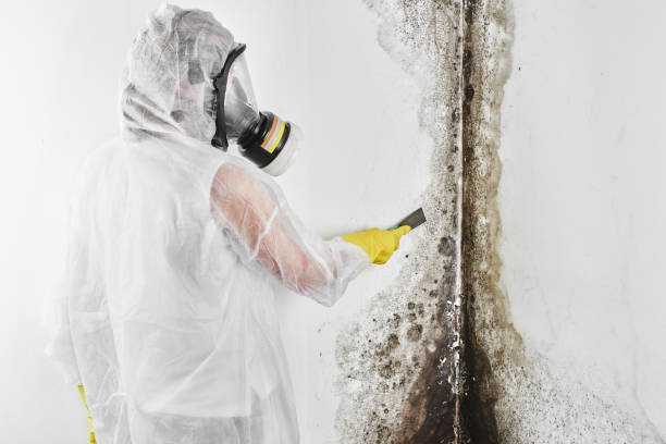 Why You Should Choose Our Mold Remediation Services in Fountain, CO